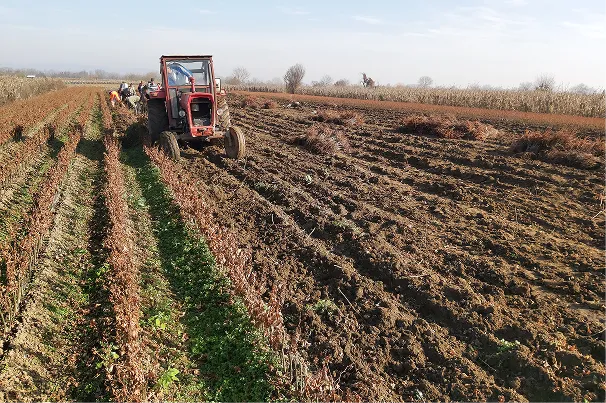 Kalem Djordjevic Nursery