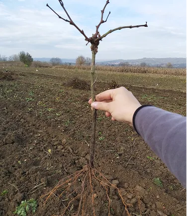 Kalem Djordjevic Nursery